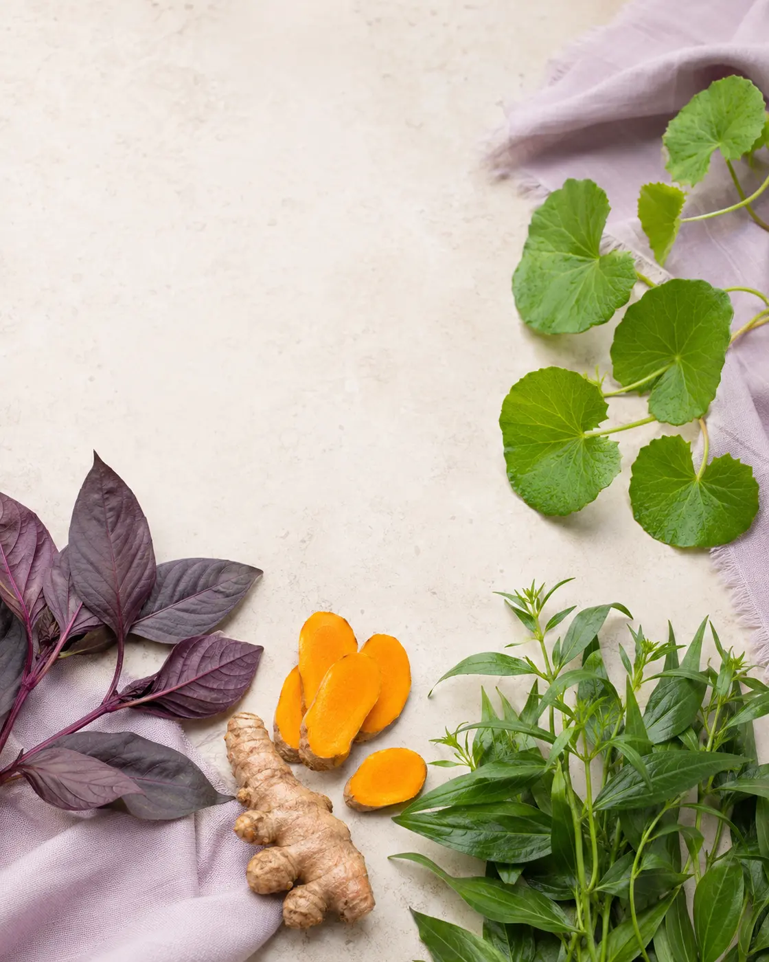 Ilustrasi bahan herbal Daun Ungu Kunyit Pegagan dan Sambiloto